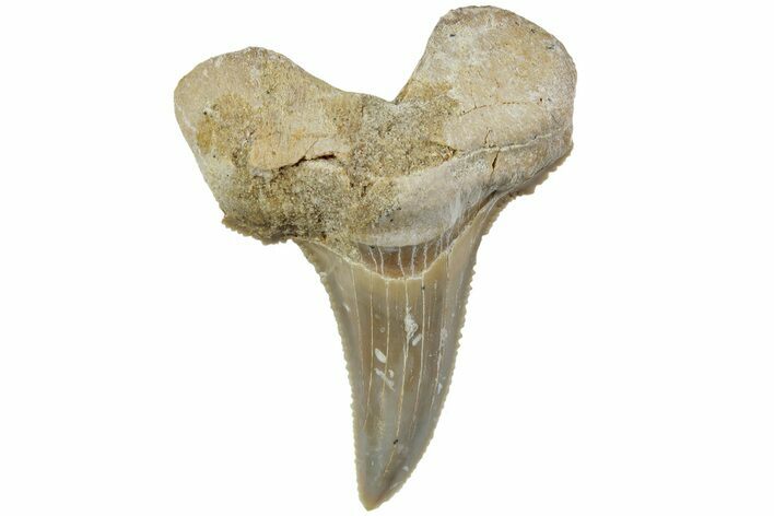 Serrated Sokolovi (Auriculatus) Shark Tooth - Dakhla, Morocco #225233